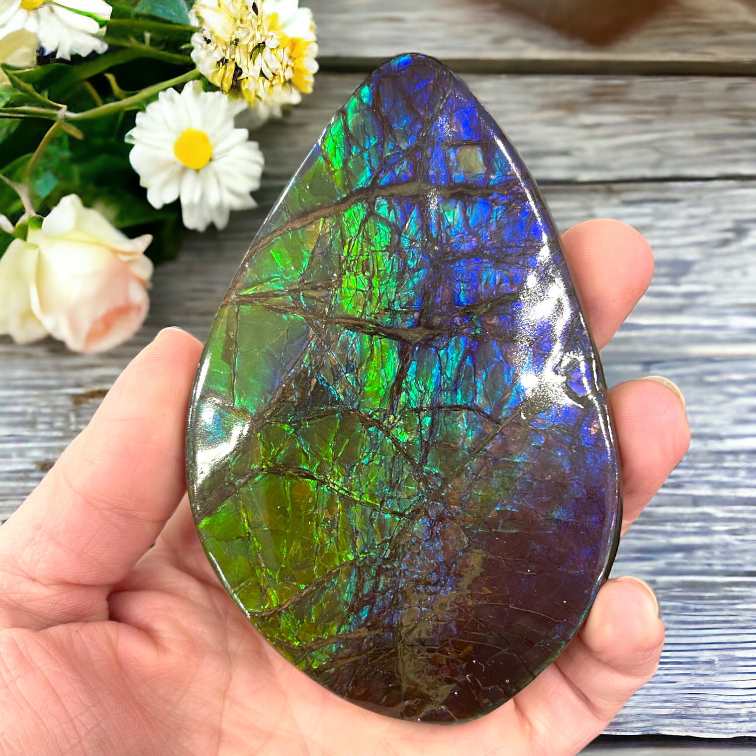 Canadian Ammolite Hand Sample for Attracting Good Fortune & Complete Chakra Balance