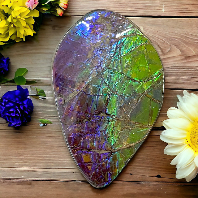 Canadian Ammolite Hand Sample for Attracting Good Fortune & Complete Chakra Balance