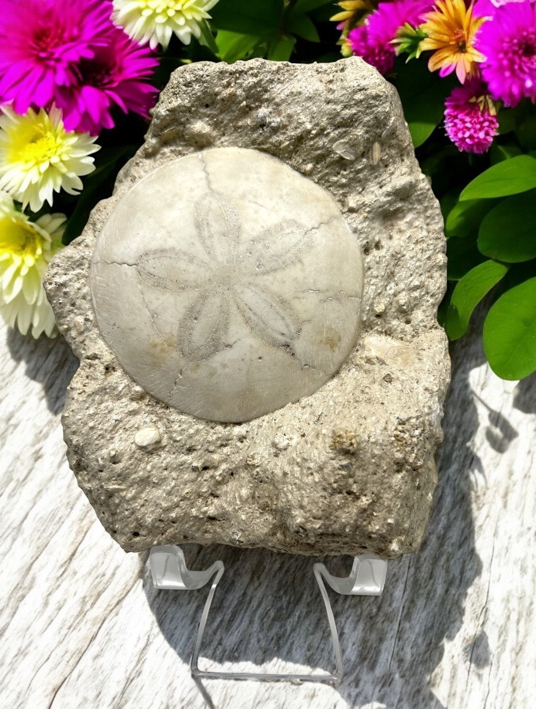 Petrified Sand Dollar for Inner Strength, Personal Growth & Harmony