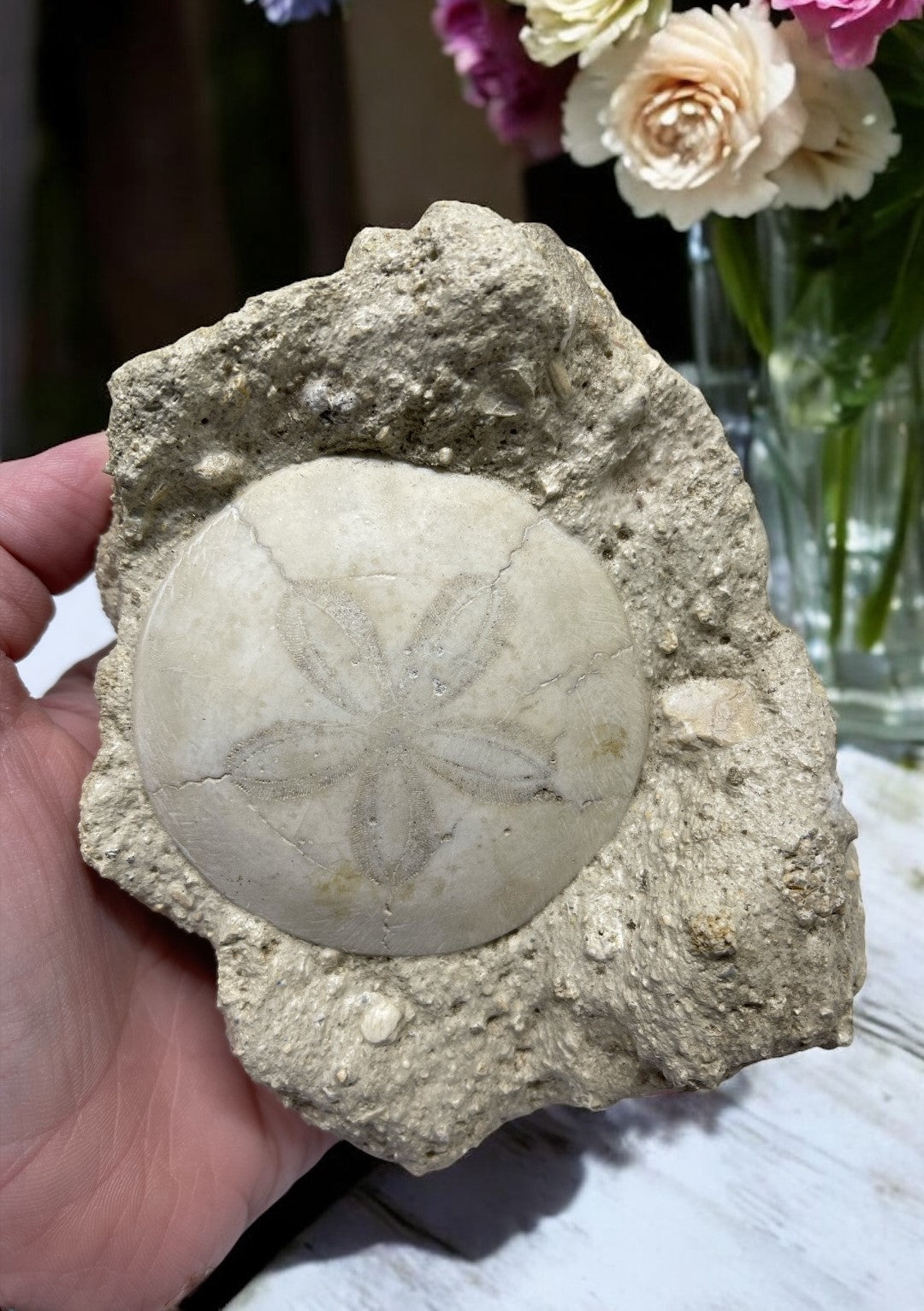 Petrified Sand Dollar for Inner Strength, Personal Growth & Harmony