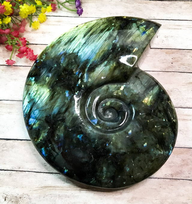 Labradorite Carved Ammonite on Stand for Balanced Energy, Intuition & Harmony