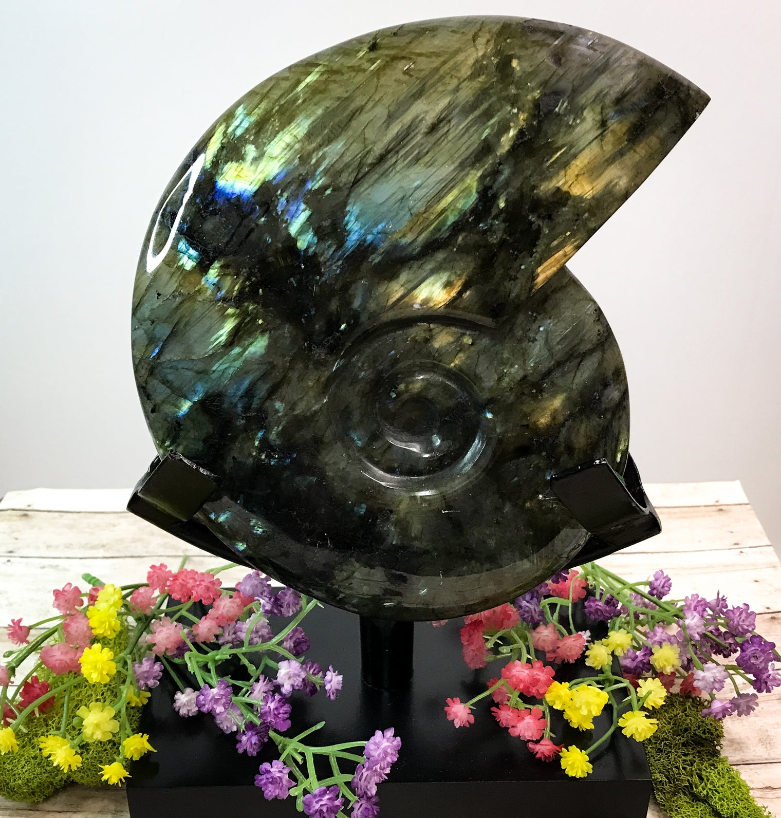 Labradorite Carved Ammonite on Stand for Balanced Energy, Intuition & Harmony