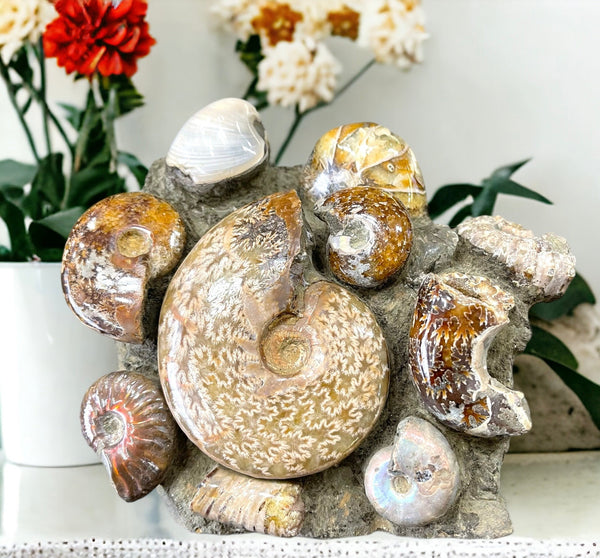 Ammonite Concretion Specimen for Grounding, Growth & Personal Development