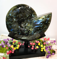 Labradorite Carved Ammonite on Stand for Balanced Energy, Intuition & Harmony